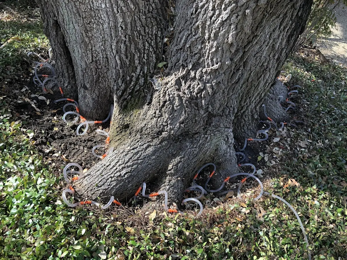 Detailed Tree Cabling and Bracing job site in Happy